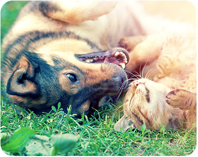 Perro y gato descansando juntos